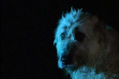 Девушка оборотень насилует мужика